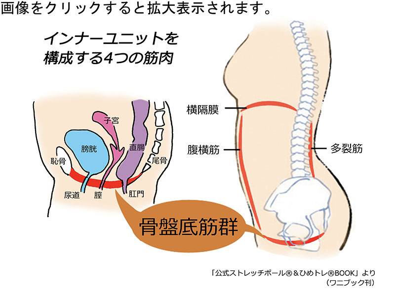 骨盤底筋群ってなに？